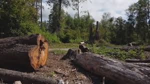 Best Storm Damage Tree Cleanup  in , NE