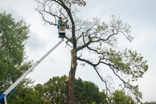 Best Palm Tree Trimming  in , NE